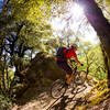 A tight, narrow and exposed forest section of the Pacific Rim trail.