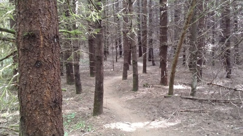 Simple but fun and flowing Shoofly Trail through western hemlock.