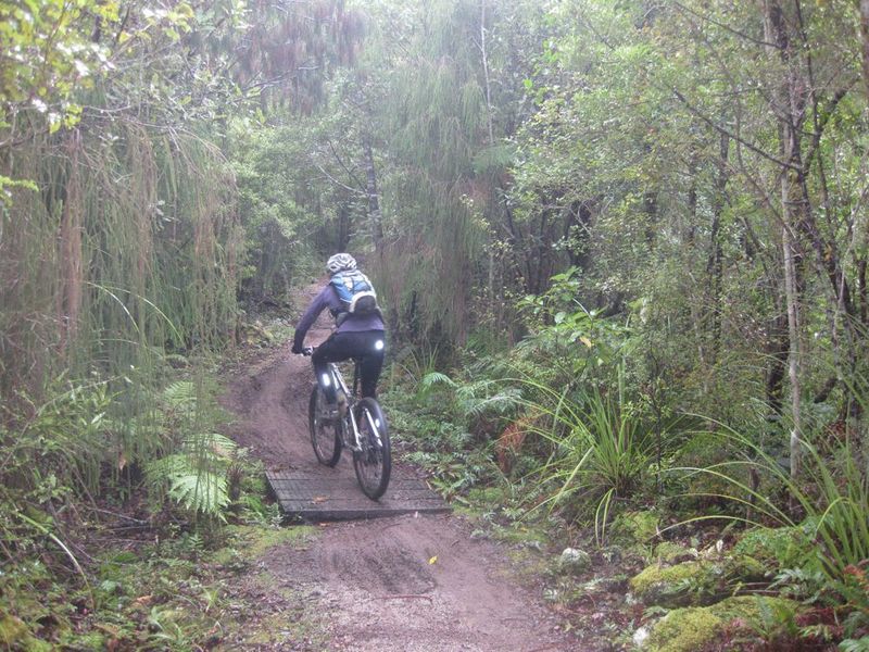 Climbing the track from Lewis Hut to Mackay Hut through verdant West Coast bush