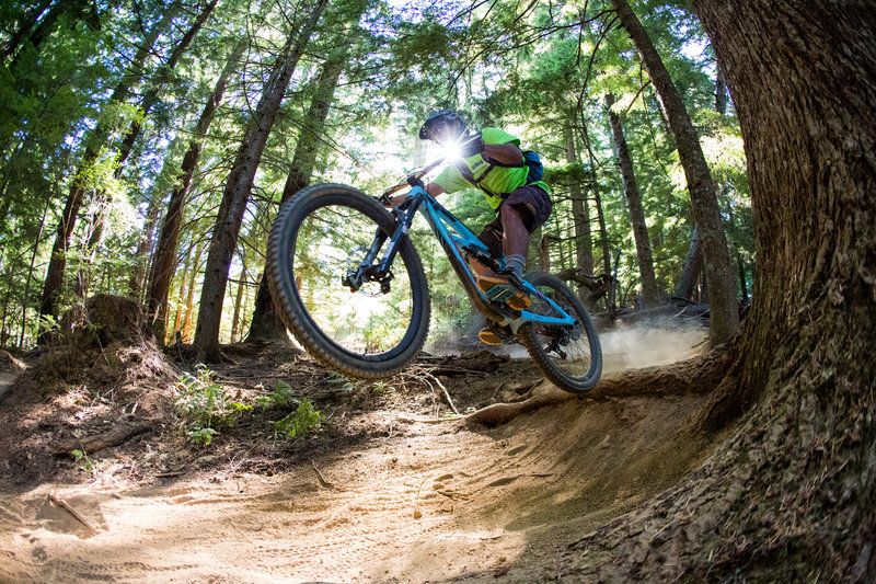 The big root drop on the Sexy Tree trail.