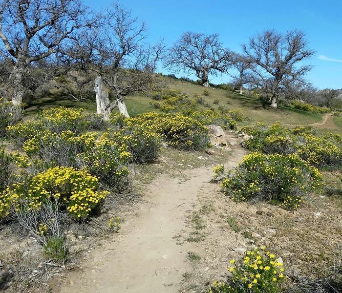 Mature oaks and wildflowers are plentiful