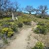 Mature oaks and wildflowers are plentiful