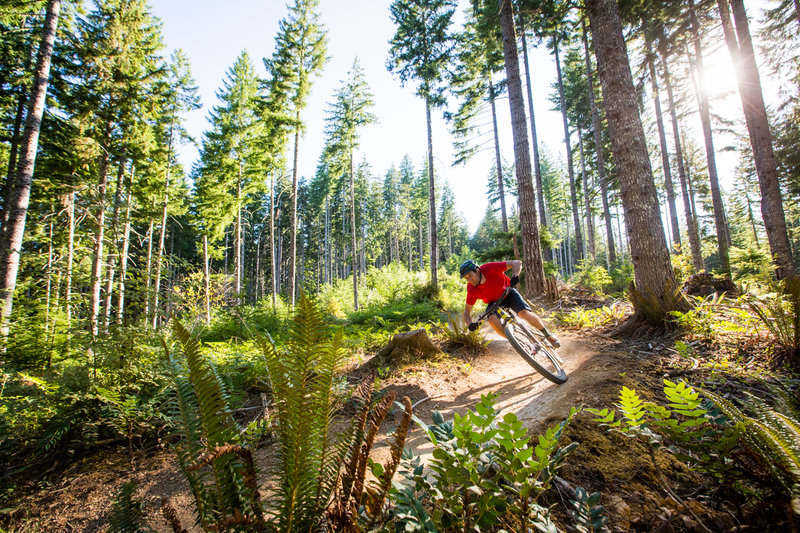 The open parts of the forest on lower High Baller trail.