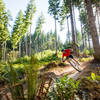 The open parts of the forest on lower High Baller trail.