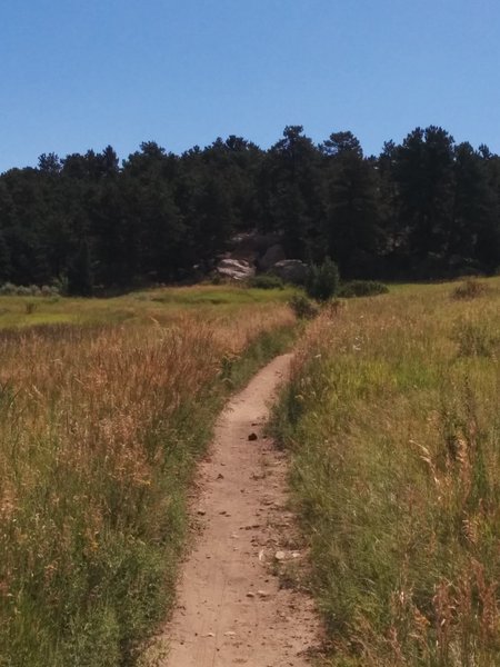 Looking east before the turn to parallel the trees.