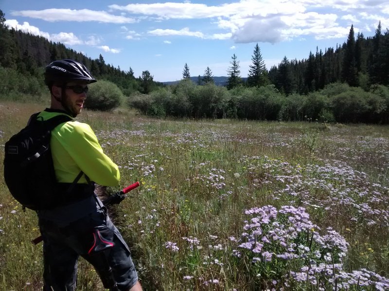 Quick stop to enjoy the view of the mountains and flowers