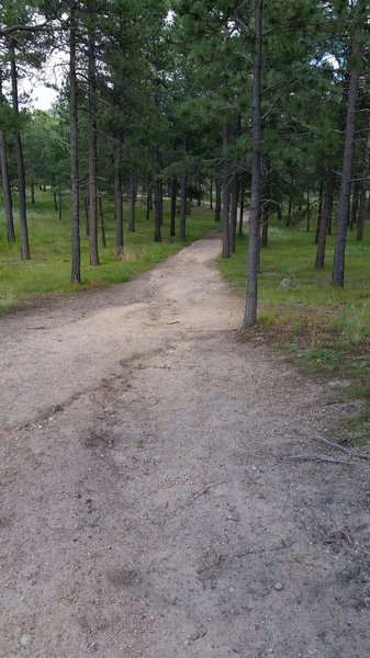 The beginning of the trail heading east - nice gentle rolling trail through the trees.