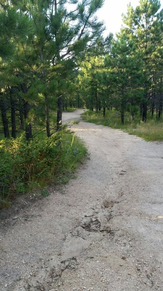 Another twisty section down through the trees (looking north).