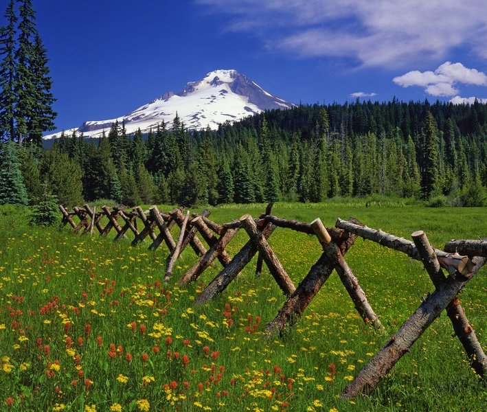 Mt. Hood from Summit Meadows