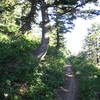 Dark wooded section of the Skyline Trail.