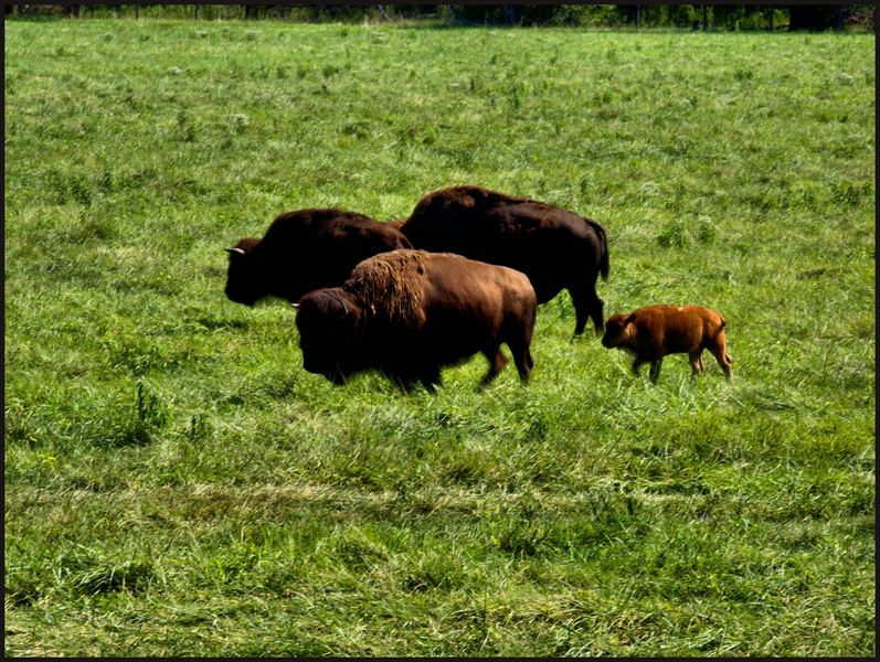 Bison