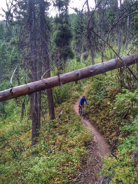 Lush trail on the north-facing slopes.