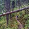 Lush trail on the north-facing slopes.