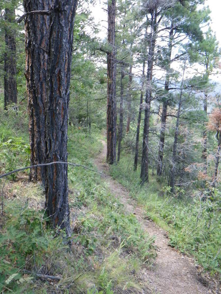 Smooth and flowy section of the trail.