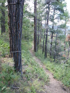 Smooth and flowy section of the trail.