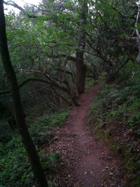 Ohlone trail in the shade of the laurel and oak trees