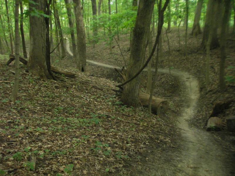 Swooping trails through Farmdale