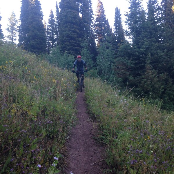 Open meadows at start of Drake Creek descent