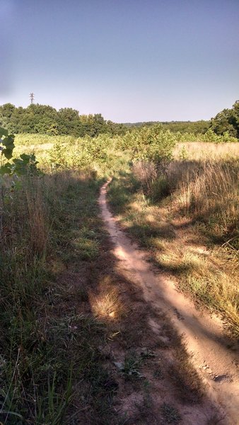 Entering a meadow from the Yellow Trail