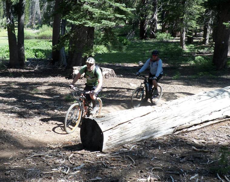 Cruisin' through the pines.