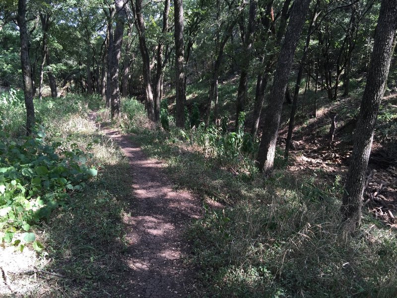 A place where the trail follows the creek.