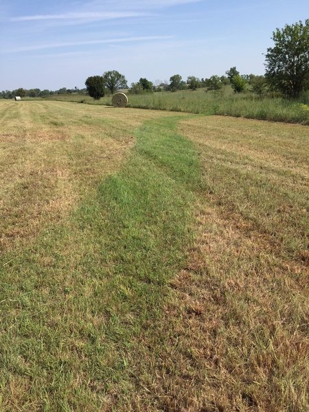 Kinda interesting, the mowed trail is green where the rest of the field is yellow.