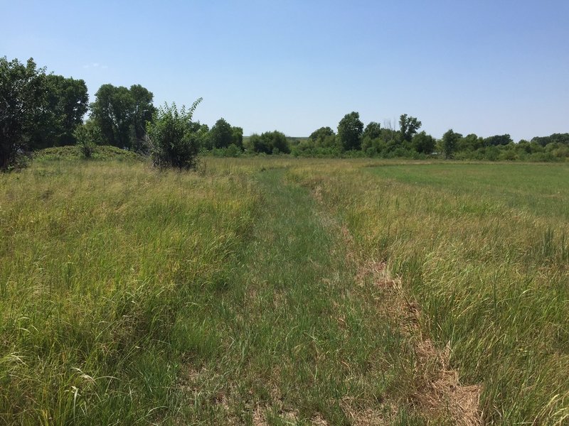 More trail....this area is owned by the cicadas and mayflys