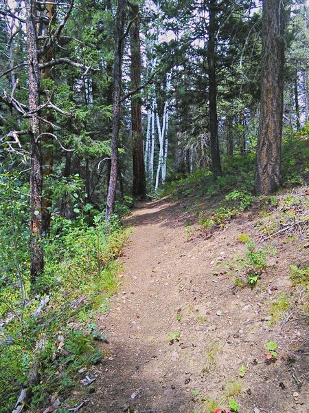 Big trees partway up the flank of Devil Mountain