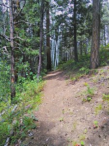 Big trees partway up the flank of Devil Mountain