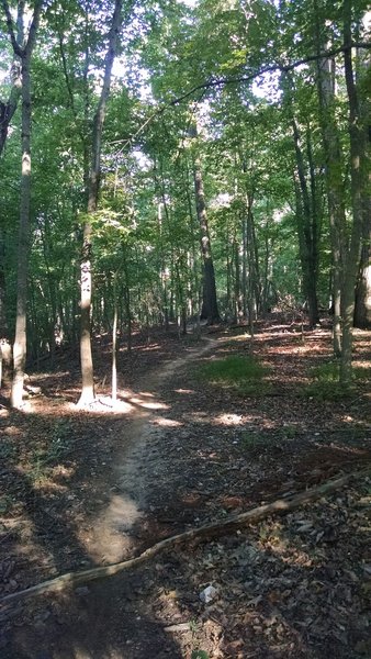 Trees section of the White Trail