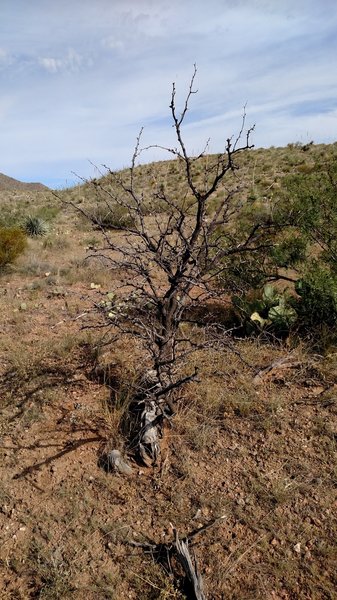 Sun scorched brush on side of the hill.