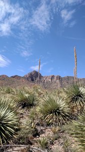Sotol Extension (Newman trail)