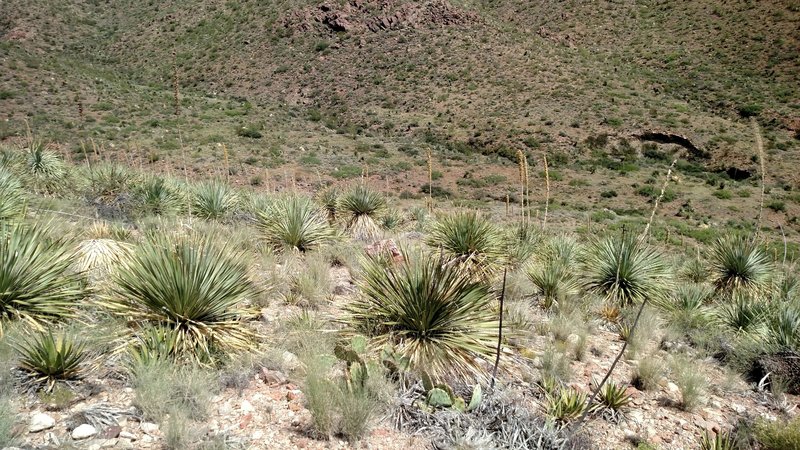 Sotol Extension (Newman Trail)