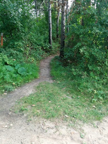 Entrance/exit trail from the Ski Trail