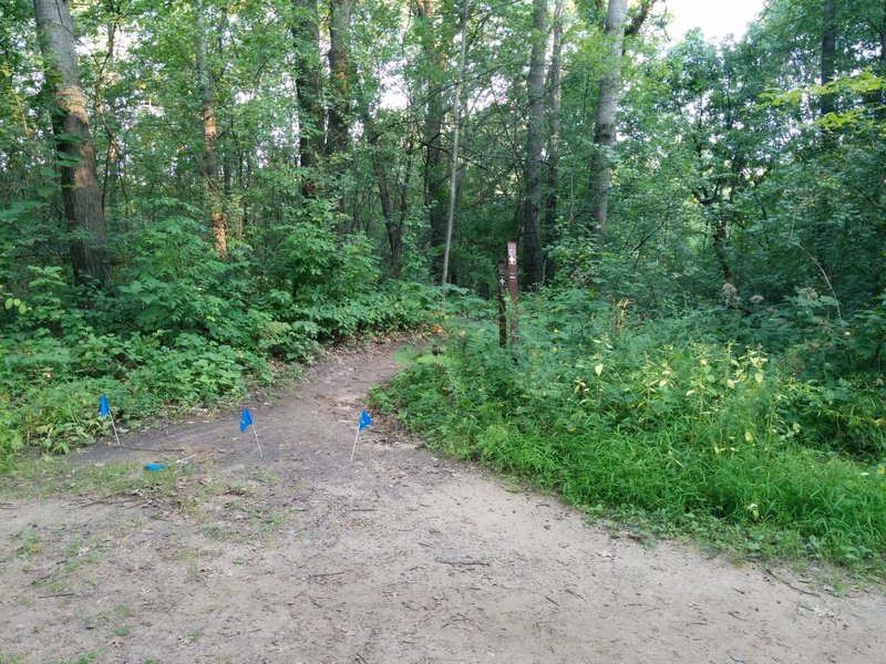 Connector Trail from Big Sandy Trail