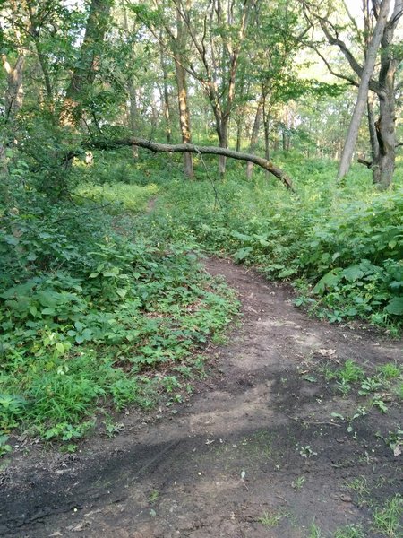 Start of Connector Trail from Ski Trail