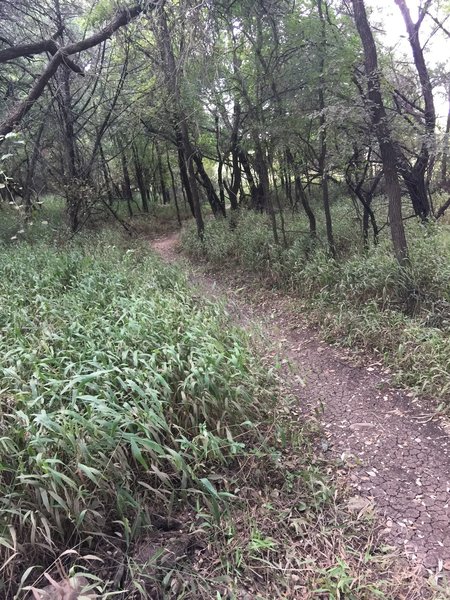 Easy rolling singletrack at the end of Beatrice.