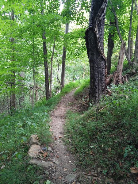 A lusher part of Delaney Trail at Bridgeport Park