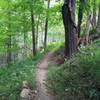 A lusher part of Delaney Trail at Bridgeport Park