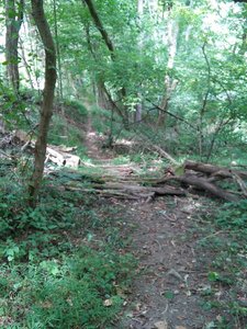 Obstacles on Delaney Trail at Bridgeport Park