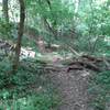 Obstacles on Delaney Trail at Bridgeport Park
