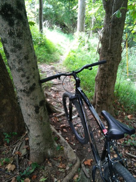 Very skinny part of Delaney Trail at Bridgeport Park