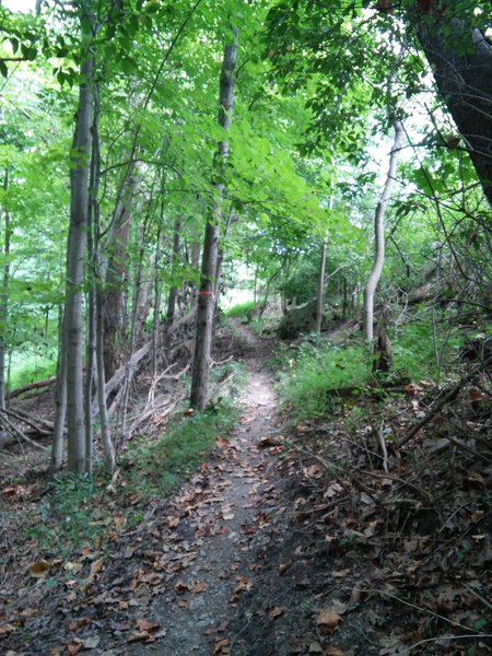 Delaney Trail at Bridgeport Park