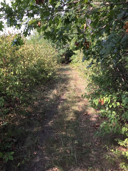 No matter how much vegetation there was on either side, the trail was well kept