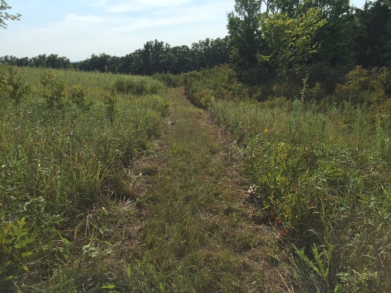 More grassy trail