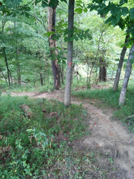 Delaney Trail at Bridgeport Park