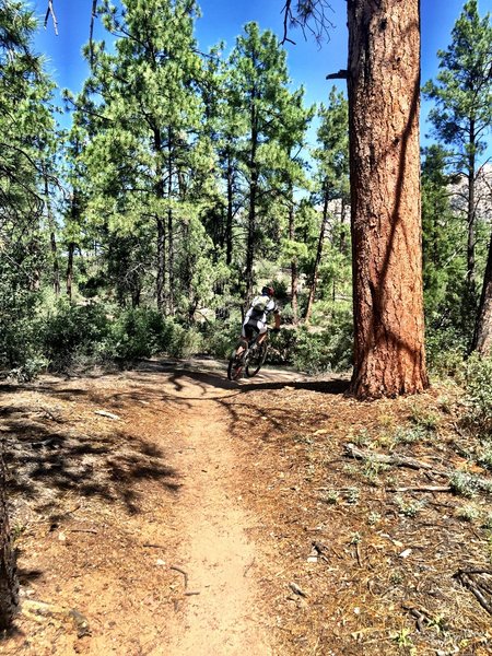 Some big tree specimens on Trail #349