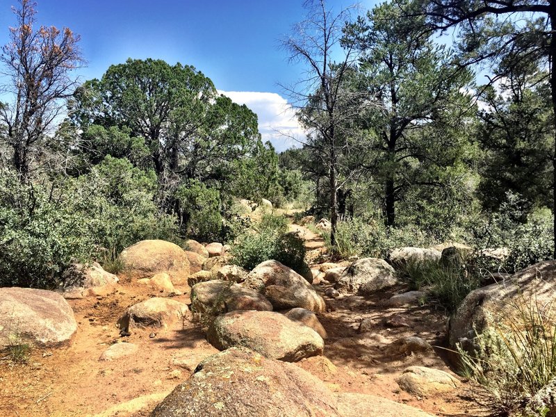 A boulder field along Trail #345