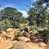 A boulder field along Trail #345