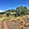 Rocky bluff ahead on Trail #345